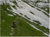 Pecol - Špik nad Nosom / Foronon del Buinz